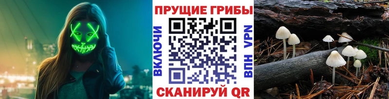 Псилоцибиновые грибы Cubensis  Купить  Всеволожск 